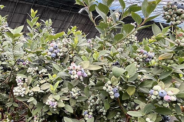 PP电子·仿照器(试玩游戏)官方网站