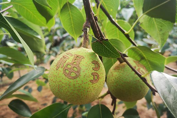 PP电子·仿照器(试玩游戏)官方网站